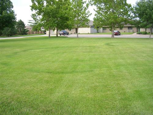 Fairy rings in a lawn. photo by Megan Kennelly, Kansas State University